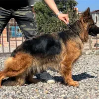 ژرمن شپرد ماده موبلند