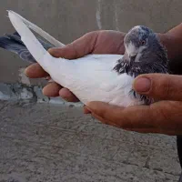 کبوتر کله دمبی|پرنده|کبودرآهنگ, |دیوار