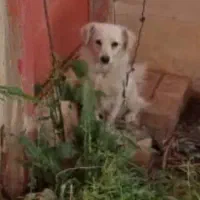 سگ اشپیتز 9 ماهه