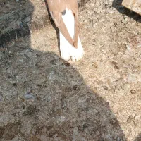 زرد دمسفید خال سیاه