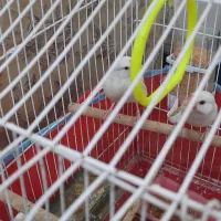 پرنده زینتی|پرنده|بندر امام خمینی, |دیوار