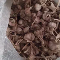 سیر محلی درجه ۱