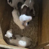 استخدام وکار در دامداری(چوپان)