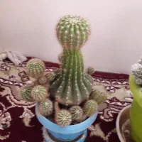 گل کاکتوس|گل و گیاه طبیعی|زنجان, |دیوار