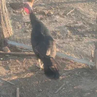 بوقلمون نرمحلی|حیوانات مزرعه|روانسر, |دیوار