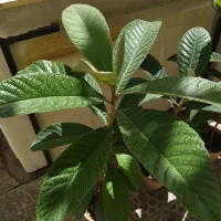 نهال ازگیل