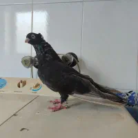 سلام چند جفت کفتر بفروش میرسد