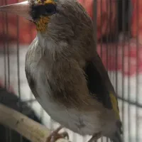 سهره کرمانی|پرنده|دماوند, گیلاوند|دیوار