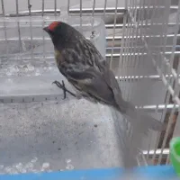 سینه سرخ و گلبسر نر بخون و سره مست مست آماده جفت