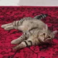 یک عدد گربه DSH