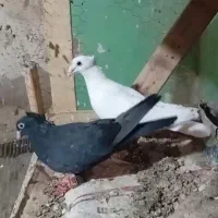 کبوتر کرمانی