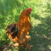 مرغ خروس برهما و کوشین