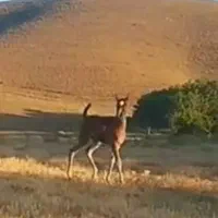 کره اسب|اسب و تجهیزات اسب‌سواری|همدان, |دیوار