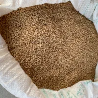 ۲ تن گندم بذری کوهدشت|خدمات باغبانی و درختکاری|آشخانه, |دیوار