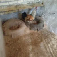 خروس|حیوانات مزرعه|الوند, |دیوار