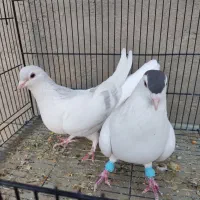 فروش جفت خال و امری