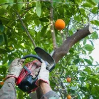 هرس مرکبات و خرید چوب|خدمات باغبانی و درختکاری|ساری, |دیوار