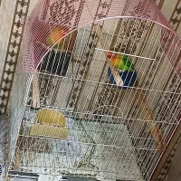 طوطی برزیلی