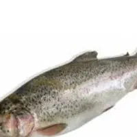 فروش قزل آلا سفید در وزن ۹۰۰الی ۱کیلو