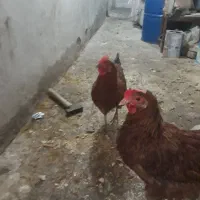 ۲عددمرغ‌تخمی‌سرحال‌وجوان‌وسالم‌