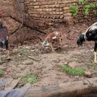 تخم نطفه دار لاری  یک جوجه خروس ده ماهه