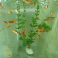 بچه ماهی پلاتی خونی و ماهی گوپی فول رد بزرگ