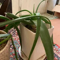 گل الوورا|گل و گیاه طبیعی|نهاوند, |دیوار