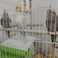 3 عدد عروس هلندی|پرنده|رباط‌کریم, مسکن مهر آبشناسان|دیوار