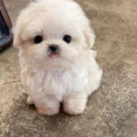 سگ یک وجبی تیکاب و شیتزو