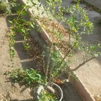 حراج نهال گوجی بری|گل و گیاه طبیعی|تهران, بوستان چیتگر|دیوار