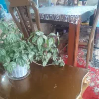 مبل ومیز نهارخوری فروش فوری فوری|مبلمان خانگی و میز عسلی|سنگر, |دیوار