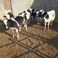 گوساله|حیوانات مزرعه|فیروزه, |دیوار