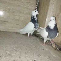 طوقی|پرنده|اصفهان, سودان|دیوار