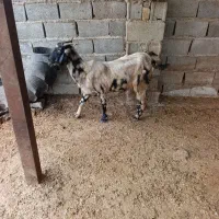 بز تیپ تیپی جوان|حیوانات مزرعه|آزادشهر, |دیوار