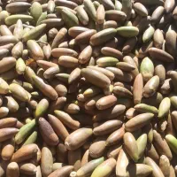 فروش عمده بلوط و ارسال به تمام نقاط کشور