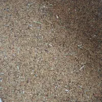 تخم علف محلی