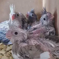 یکجفت عروس هلندی مولد|پرنده|قم, مسجد امام حسن|دیوار