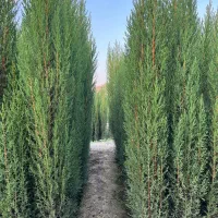 انواع درخت/ مثمر/غیرومثمر/ درخت پایان کارشهرداری|خدمات باغبانی و درختکاری|قلعه نو, |دیوار
