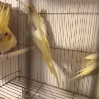 خال پروانه ای