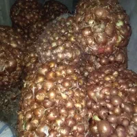 پیاز زرد و سفید