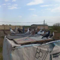 حیون بمب محکم