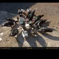 اردک|حیوانات مزرعه|انبارآلوم, |دیوار