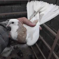 کفتر ماده عطیقه پرش سنگین