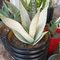 گل ها فروشی