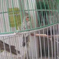 عروس هلندی مولد|پرنده|گلبهار, شهر جدید گلبهار|دیوار