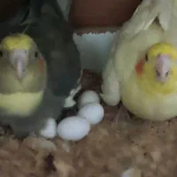 عروس هلندی جفت