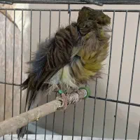 ماده قناری سبز فری