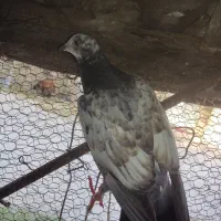 کبوتر پرشی|پرنده|گنبد کاووس, |دیوار