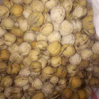 گردوی درشت ومغزسفیدوتازه