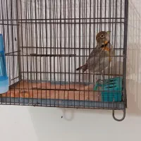 سهره شاه تخم مست بخون|پرنده|کرج, کوی امامیه|دیوار